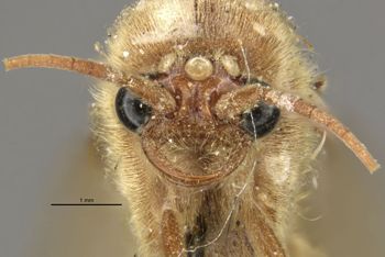 Media type: image;   Entomology 534458 Aspect: head frontal view